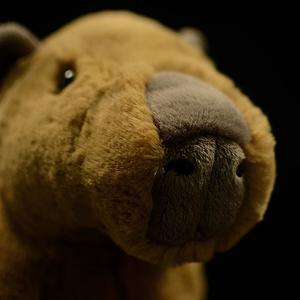 Chill Capybara Plush โ photo 3