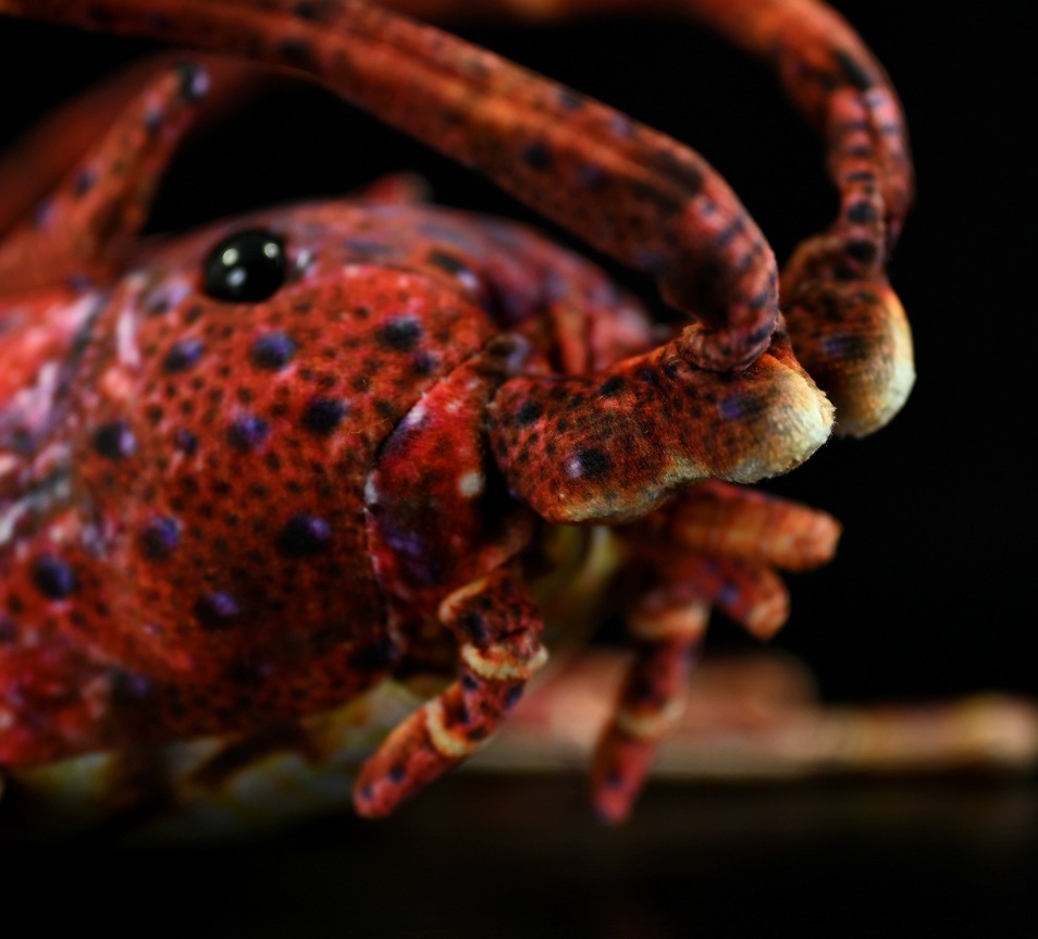 Mr. Pinchy Realistic Lobster Plush — photo 2