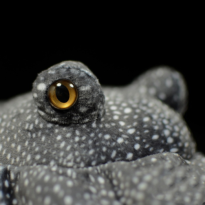 Spotty Stingray Realistic Plush — photo 4