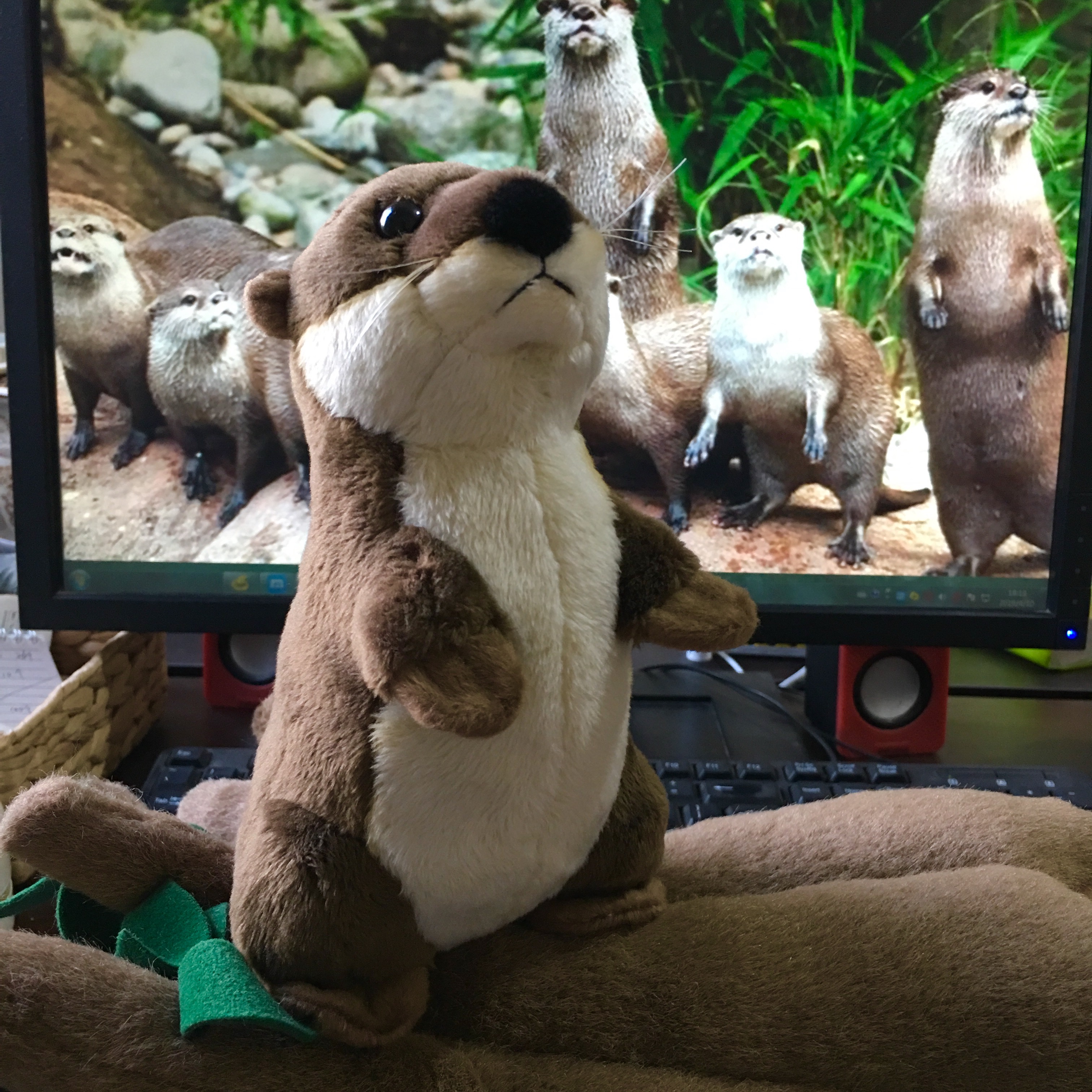 River Otter Buddy Plush — photo 4