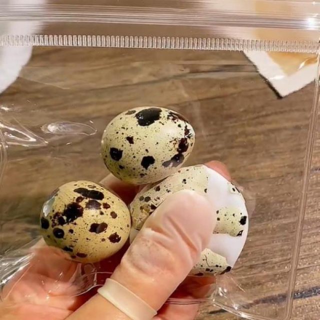 Splat Quail Egg Squishy